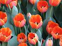 Tulips orange